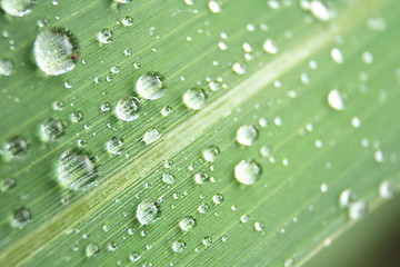 Image showing water drops