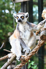 Image showing lemur monkey