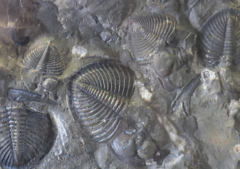 Image showing fossil backround