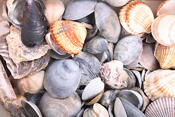 Image showing shell background