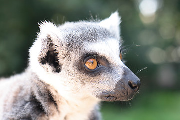 Image showing lemur monkey