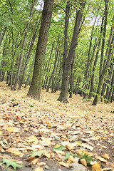 Image showing czech forest