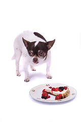 Image showing chihuahua and cheesecake