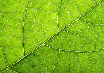 Image showing leaf texture