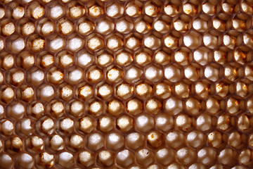 Image showing honey texture