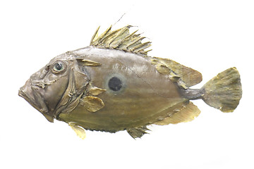 Image showing exotic fish 