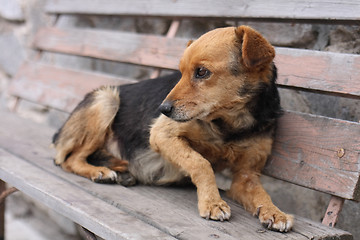 Image showing dog 