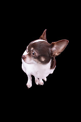 Image showing chihuahua