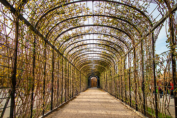 Image showing Perspective view of arched tunnel for climbing plants.