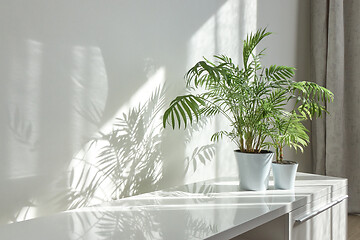 Image showing Eco interior corner with glossy surface of stand and green houseplants.