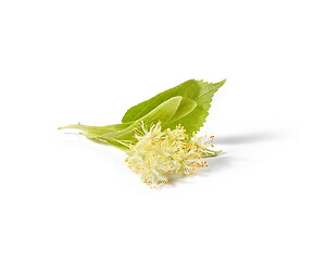 Image showing Natural twig of Linden or Tilia tree with yellow flowers.