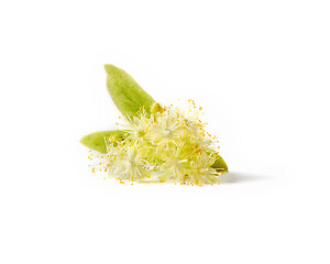 Image showing Natural plant of flowering branch of Linden or Tilia tree.