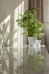 Image showing Glossy surface of desk with shadows and reflections from green houseplants.