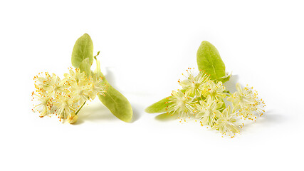 Image showing Flowering large-leaf Linden or Tilia twigs with yellow flowers.