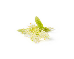 Image showing Natural branch of Linden or Tilia tree with yellow flowers.