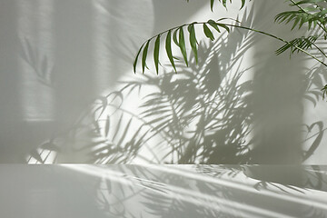 Image showing Interior surface with twigs of evergreen tropical palm with shadows on a wall.