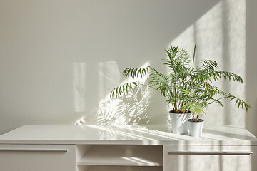 Image showing Stylish interior desk with green houseplants and shadows on the wall.