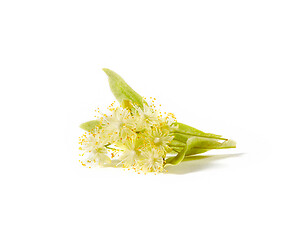 Image showing Blooming large-leaf Linden or Tilia twigs with yellow flowers.