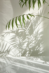 Image showing Natural branches of evergreen tropical palm plant with shadows on a wall.