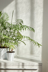 Image showing Two flower pots with evergreen houseplant against wall with shadows.