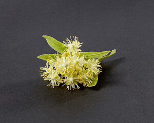 Image showing Blossoming natural branch of Linden or Tilia tree with yellow flowers.