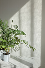 Image showing Decorative flower pots with green houseplant against wall with shadows.