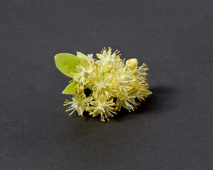 Image showing Flowering natural branch of Linden or Tilia tree with yellow flowers.