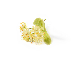 Image showing Medical flowering plant of fresh natural branch of Linden or Tilia tree.