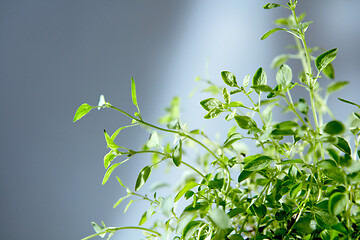 Image showing Bunch of freshly natural organic herbal plant against grey background.