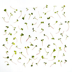 Image showing Fresh natural organic microgreen pattern against white background.