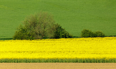 Image showing Yellow and green spring field in countryside