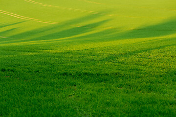 Image showing green spring field