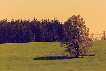 Image showing Spring landscape with tree retro color tone