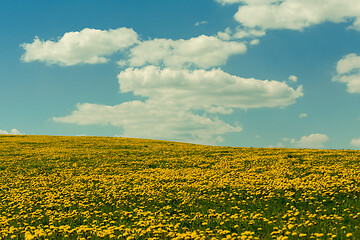 Image showing spring flowers dandelions with blue sky