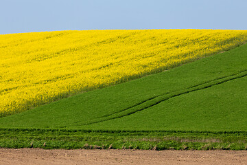 Image showing Yellow and green spring field in countryside