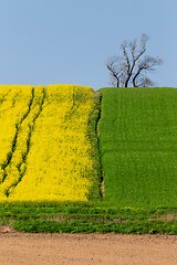 Image showing Yellow and green spring field in countryside