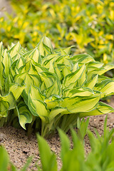 Image showing spring green leaves plant in garden