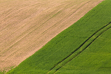 Image showing Yellow and green spring field