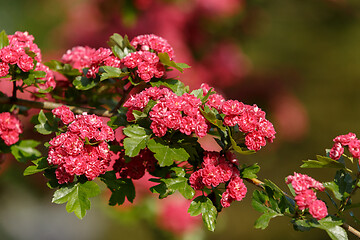 Image showing Flowers pink hawthorn. Tree pink hawthorn