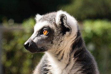 Image showing lemur monkey