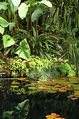 Image showing jungle