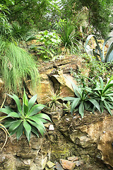 Image showing jungle