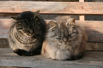 Image showing cats