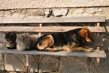 Image showing cats and dog