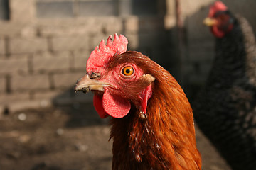 Image showing head of chicken
