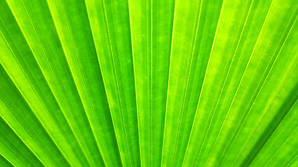 Image showing Green leaf of elephant fern plant