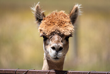 Image showing Alpaca animal in New Zealand