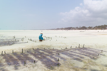 Image showing Local african woman working on seaweed farm in kitesurfing lagoon near Paje village, Zanzibar island, Tanzania