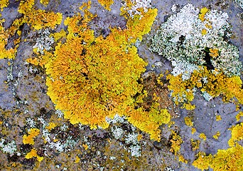 Image showing Background of Yellow Oak Moss