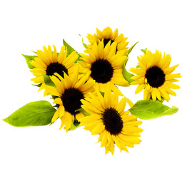 Image showing Sunflowers with Leafs